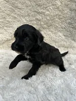 Bruce, a male Miniature Aussiedoodle for sale in Post Falls, ID – 1 of 7