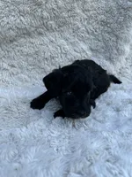 Bruce, a male Miniature Aussiedoodle for sale in Post Falls, ID – 3 of 7