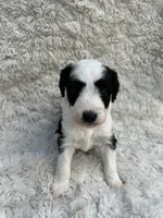 Rachel, a female Miniature Aussiedoodle for sale in Post Falls, ID – 3 of 9