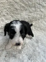 Harvy, a male Miniature Aussiedoodle for sale in Post Falls, ID – 3 of 7
