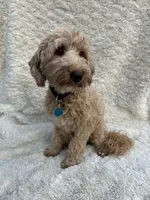 Bruce, a male Miniature Aussiedoodle for sale in Post Falls, ID – 5 of 7