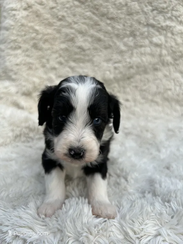 Harvy – Miniature Aussiedoodle puppy for sale in Post Falls, ID