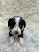 Harvy, a male Miniature Aussiedoodle for sale in Post Falls, ID – 1 of 7