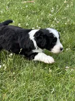 Alfred, a male Miniature Aussiedoodle for sale in Post Falls, ID – 2 of 10