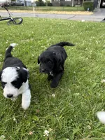 Rachel, a female Miniature Aussiedoodle for sale in Post Falls, ID – 2 of 9