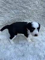 Rachel, a female Miniature Aussiedoodle for sale in Post Falls, ID – 4 of 9