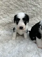 Rachel, a female Miniature Aussiedoodle for sale in Post Falls, ID – 5 of 9