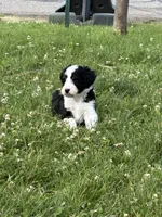 Alfred, a male Miniature Aussiedoodle for sale in Post Falls, ID – 3 of 10