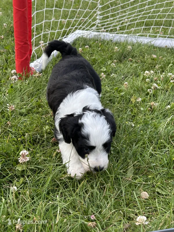 Rachel – Miniature Aussiedoodle puppy for sale in Post Falls, ID
