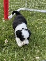 Rachel, a female Miniature Aussiedoodle for sale in Post Falls, ID – 1 of 9