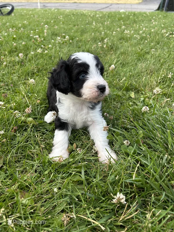 Alfred – Miniature Aussiedoodle puppy for sale in Post Falls, ID