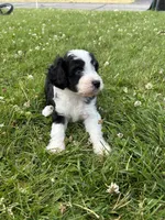 Alfred, a male Miniature Aussiedoodle for sale in Post Falls, ID – 1 of 10