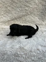 Bruce, a male Miniature Aussiedoodle for sale in Post Falls, ID – 2 of 7