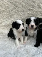 Alfred, a male Miniature Aussiedoodle for sale in Post Falls, ID – 5 of 10