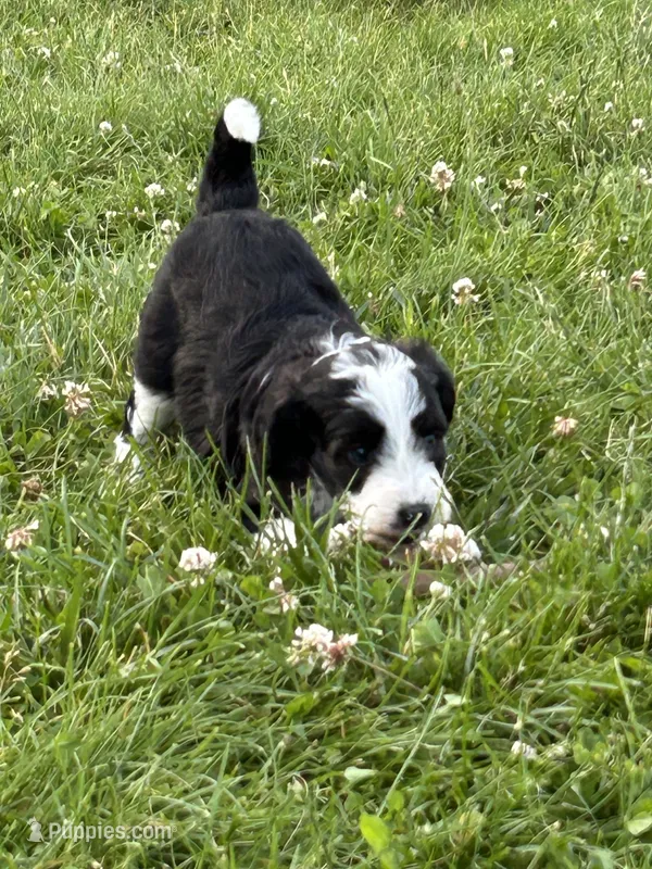 Harvy – Miniature Aussiedoodle puppy for sale in Post Falls, ID