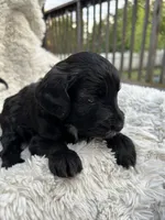 Bruce, a male Miniature Aussiedoodle for sale in Post Falls, ID – 4 of 7