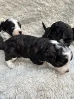 Harvy, a male Miniature Aussiedoodle for sale in Post Falls, ID – 2 of 7