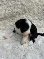 Alfred, a male Miniature Aussiedoodle for sale in Post Falls, ID – 7 of 10