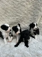 Alfred, a male Miniature Aussiedoodle for sale in Post Falls, ID – 6 of 10