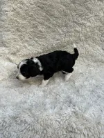 Harvy, a male Miniature Aussiedoodle for sale in Post Falls, ID – 4 of 7