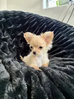 Daisy, a female Chihuahua for sale in Boise, ID – 3 of 3