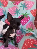 Joey, a male Chihuahua for sale in Boise, ID – 3 of 4