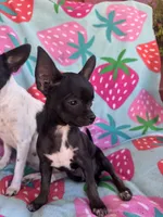 Joey, a male Chihuahua for sale in Boise, ID – 2 of 4