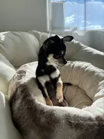 Batman, a male Chihuahua for sale in Boise, ID – 2 of 4