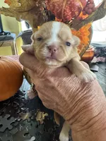 Rosie Posie, a female Chihuahua for sale in Boise, ID – 3 of 4