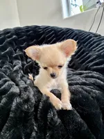 Tulip, a female Chihuahua for sale in Boise, ID – 4 of 5