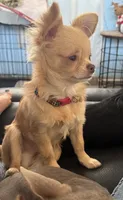 Rooster, a male Chihuahua for sale in Boise, ID – 2 of 2