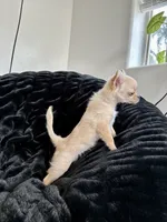 Tulip, a female Chihuahua for sale in Boise, ID – 2 of 5
