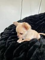 Tulip, a female Chihuahua for sale in Boise, ID – 5 of 5