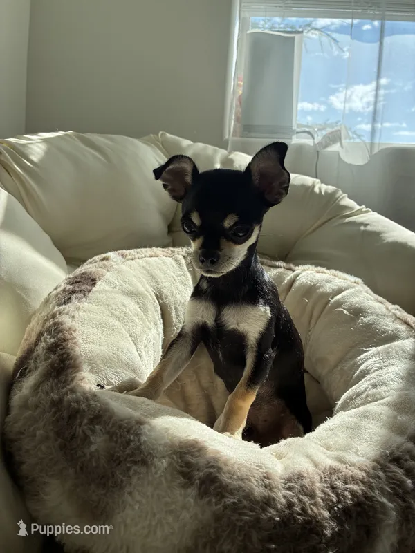 Batman – Chihuahua puppy for sale in Boise, ID