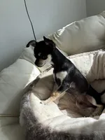 Batman, a male Chihuahua for sale in Boise, ID – 4 of 4