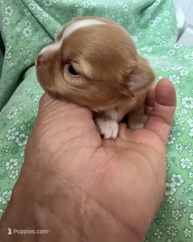 Rosie Posie – Chihuahua puppy for sale in Boise, ID