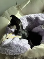 Batman, a male Chihuahua for sale in Boise, ID – 3 of 4
