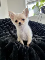 Sunny, a male Chihuahua for sale in Boise, ID – 2 of 4