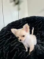 Sunny, a male Chihuahua for sale in Boise, ID – 3 of 4