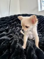 Tulip, a female Chihuahua for sale in Boise, ID – 3 of 5