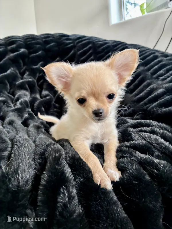 Tulip – Chihuahua puppy for sale in Boise, ID
