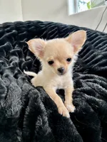 Tulip, a female Chihuahua for sale in Boise, ID – 1 of 5