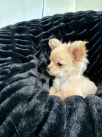 Daisy, a female Chihuahua for sale in Boise, ID – 2 of 3