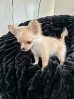 Sunny, a male Chihuahua for sale in Boise, ID – 4 of 4