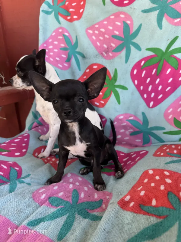 Joey – Chihuahua puppy for sale in Boise, ID