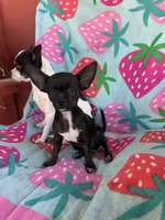 Joey, a male Chihuahua for sale in Boise, ID – 1 of 4