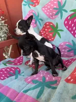 Joey, a male Chihuahua for sale in Boise, ID – 4 of 4