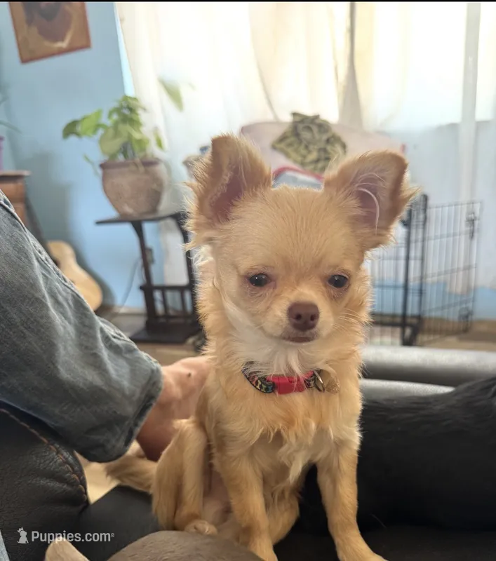 Rooster – Chihuahua puppy for sale in Boise, ID