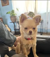 Rooster, a male Chihuahua for sale in Boise, ID – 1 of 2