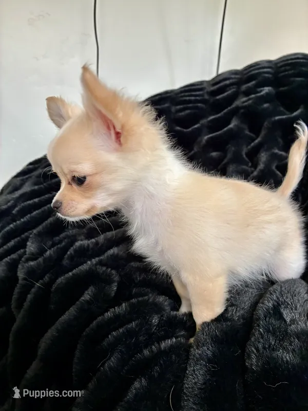 Sunny – Chihuahua puppy for sale in Boise, ID